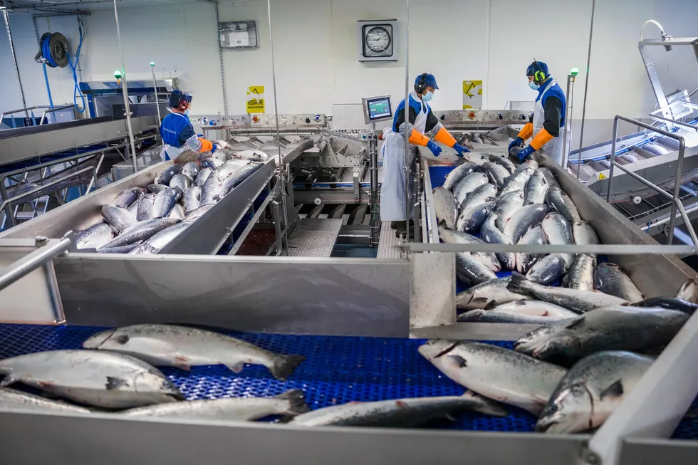 Reduced availability of fish in the key main sizes and an uplift in demand as economies have reopened continue to underpin high prices.
