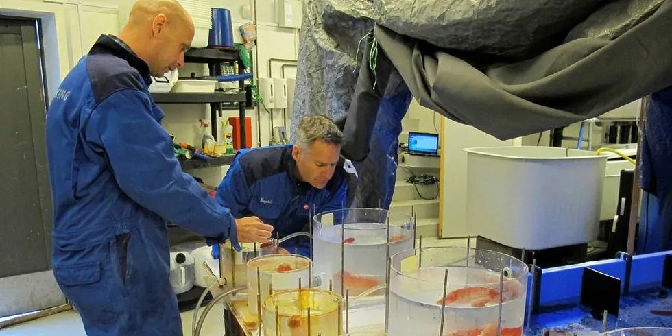 Forsker Ingebrigt Bjørkevoll og forskningsleder Snorre Bakke ved Møreforsking gjør forsøk på å få sjøpølse til å gyte.Foto: Møreforsking