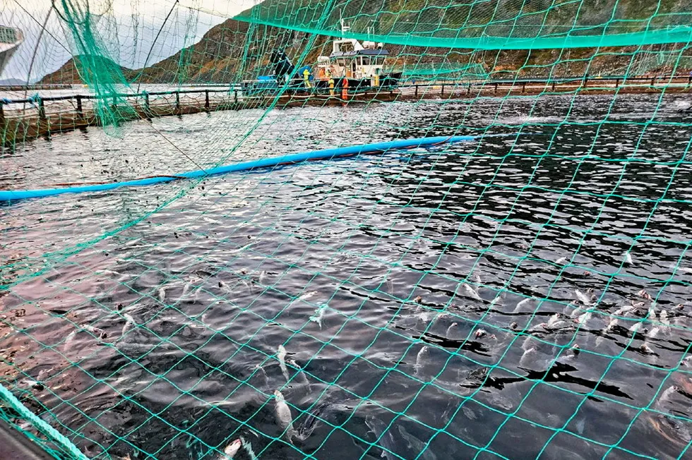 12. november var Mattilsynet på tilsyn på lokaliteten Vinnalandet. I merden ser man flere svimere og svekket fisk med sår etter kontakt med perlesnormanet.