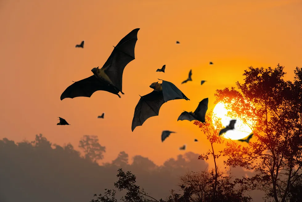 Flying bats.
