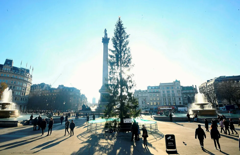 Sparce spruce: the Christmas tree, an annual gift from the city of Oslo as a token of Norwegian gratitude to the people of London for their assistance, during the second world war, in Trafalgar Square, London