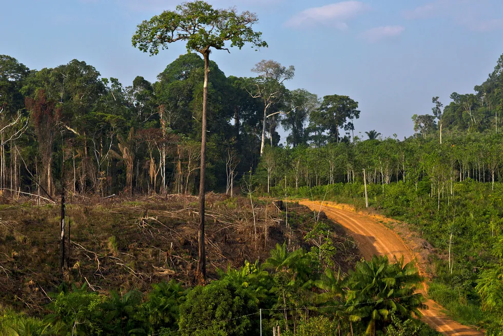 Avskogingen øker i Amazonas, og klima- og miljøminister Vidar Helgesen advarer Brasil om at det kan bli stans flommen av norske regnskogmilliarder hvis ikke trenden snur. Foto. Dado Galdieri/Bloomberg