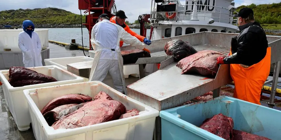 LEVERING: Hvalkjøtt leveres for produksjon i Lofoten. «Ann Brita» var en av hvalbåtene som benyttet uværet nylig til å ta turen fra Øst-Finnmark og hjem for å levere årets fangst så langt. Moskenesbåten er nå godt i gang med sin andre tur for året på feltet.Foto: Frank Einar Iversen