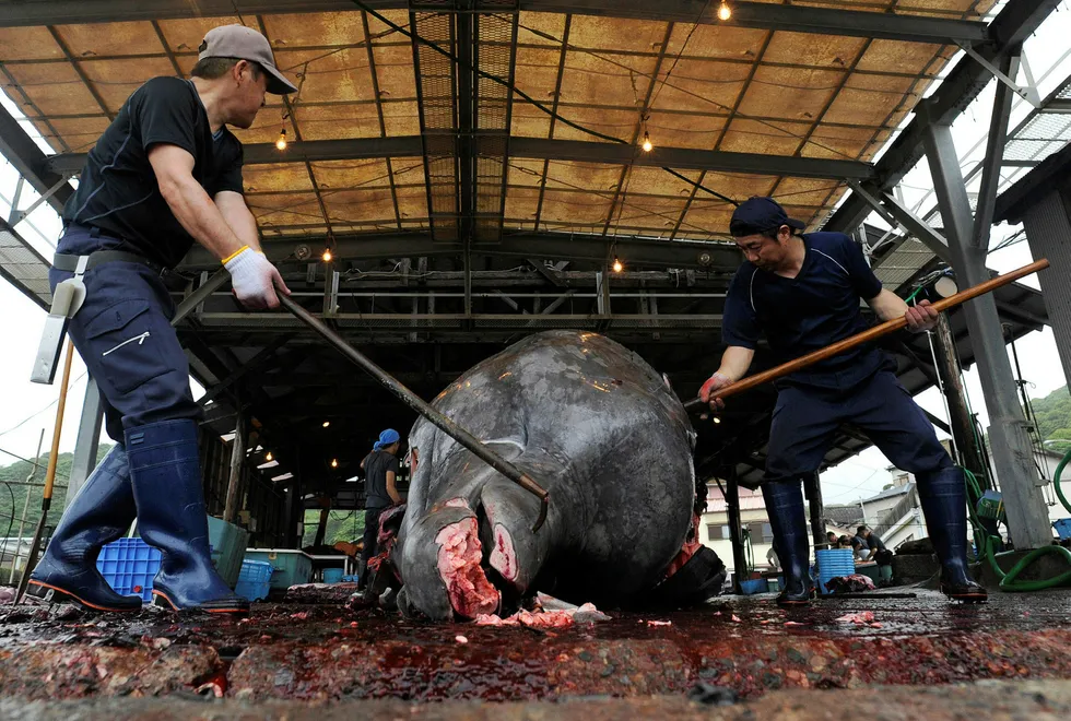 Japanske hvalfangere er på vei ut for å fange hval igjen. Her slaktes og parteres en hval i Japan ved en tidligere anledning.