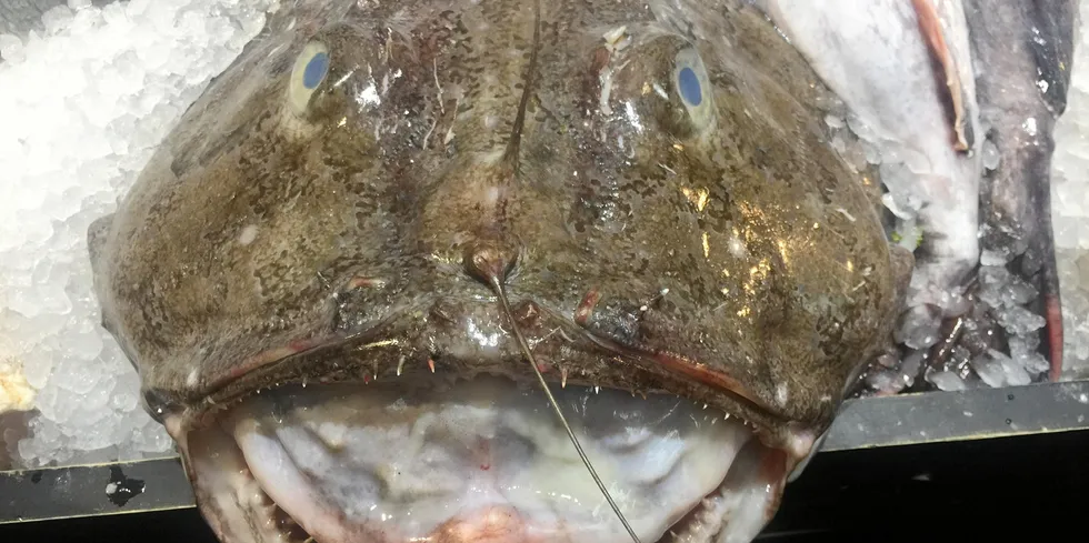 Premium species such as monkfish are shipped to Europe, while the British prefer farmed salmon.