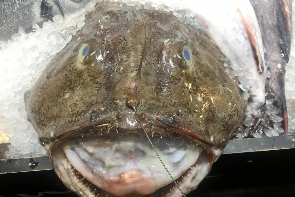 Premium species such as monkfish are shipped to Europe, while the British prefer farmed salmon.