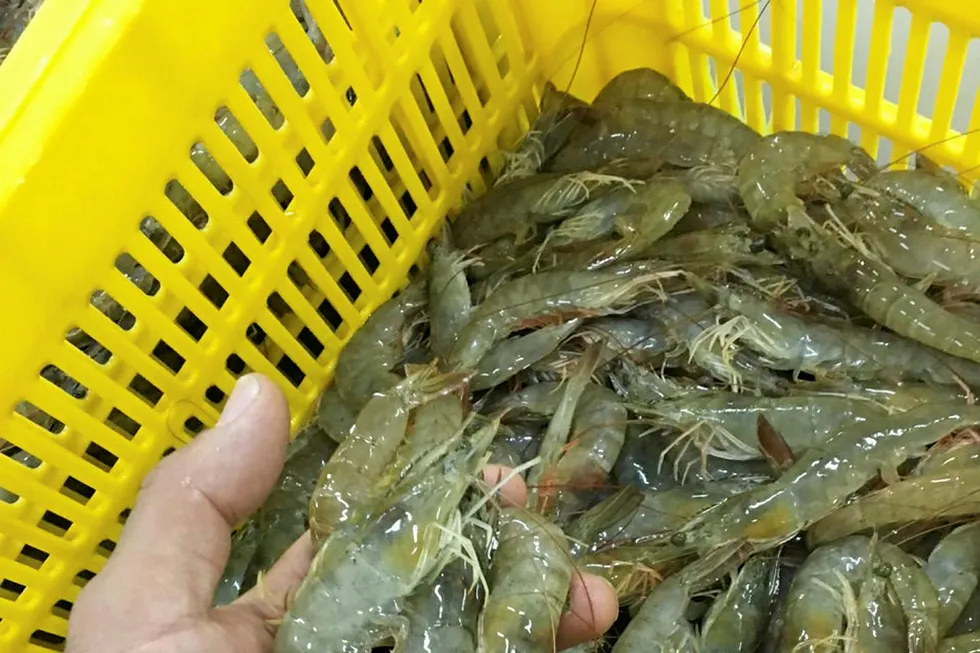 Iranian vannamei shrimp production on the rise.