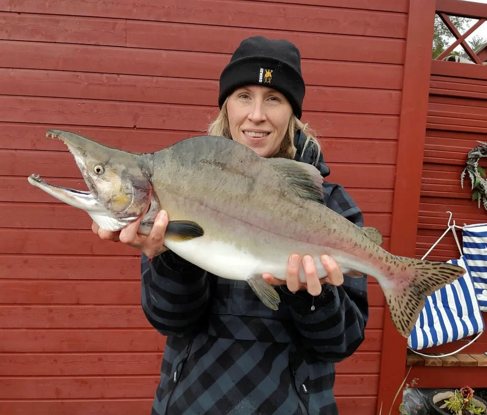 Mer enn ti tonn pukkellaks ble fisket i lakseelvene i Finnmark i fjor. Josefine Bergs på Nibios forskningssenter på Svanhovd i Øst-Finnmark viser frem noe av fangsten.