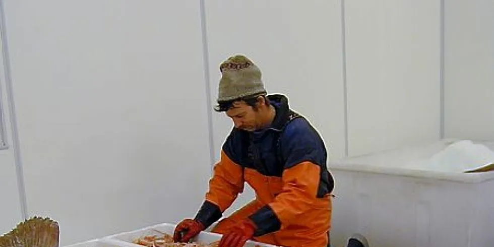 Situasjonen for torsk i Nordsjøen er fremdeles vanskelig, men dog noe mer positiv enn tidligere. Torskekvoten for inneværende år er satt til 26.475 tonn. Norges andel blir på 4.501 tonn. Foto: Gunn Hedberg