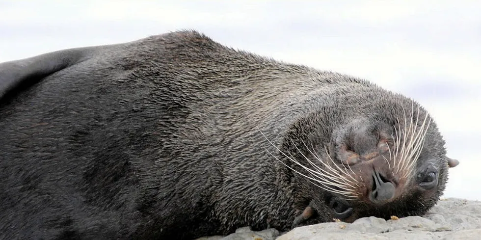 Tasmania's long-nosed fur seal is a protected species in the state.