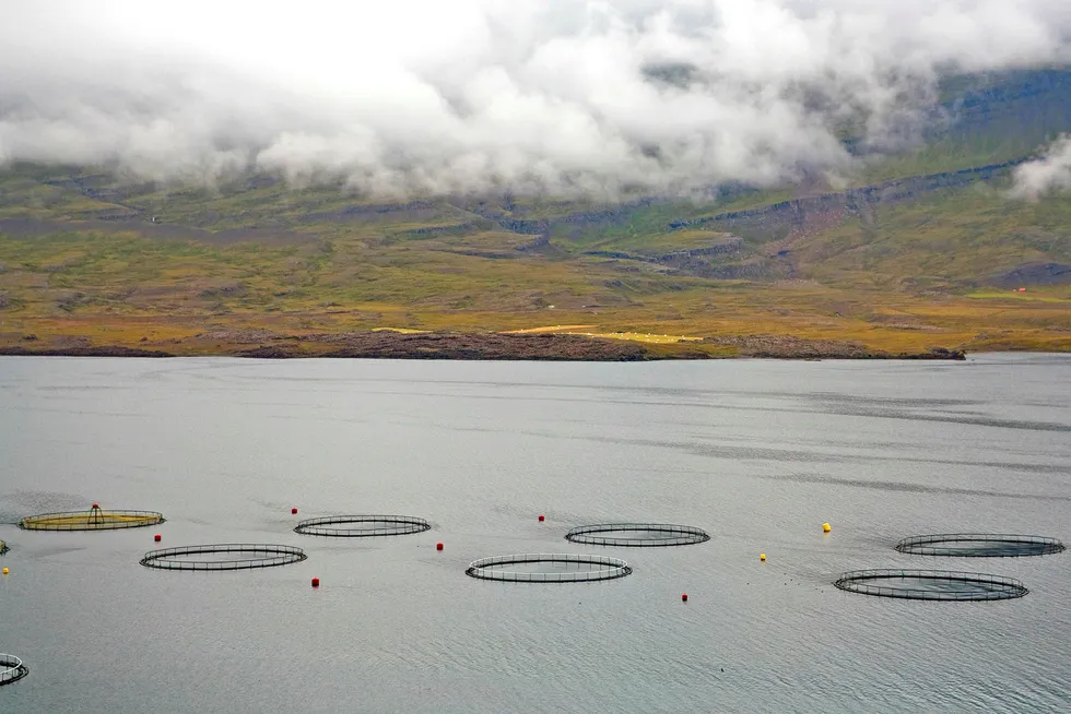 Fiskeoppdrett er foreløpig en marginal industri på Island. Her et anlegg utenfor Djupivogur på østkysten av øya. Foto: Raimund Franken/Getty Images