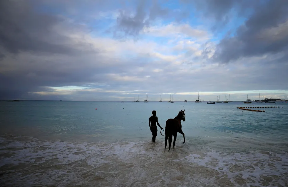 Taking the plunge: a stable hand from the Garrison Savannah racecourse leads his horse to be washed in the sea at Pebbles Beach near Bridgetown, Barbados