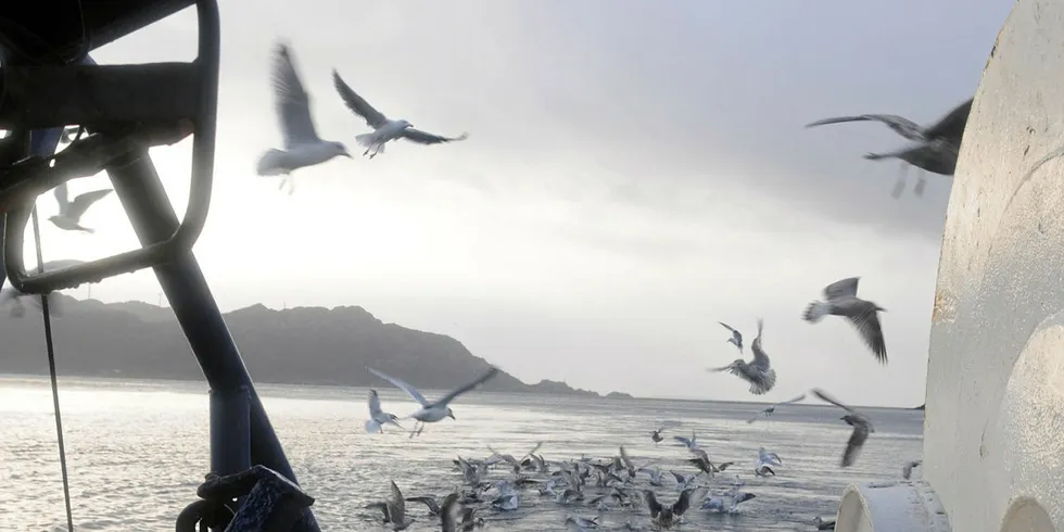 TØFFE TIDER I VENTE: Havvindmøller kan føre til vanskelige tider for sjøfugler.