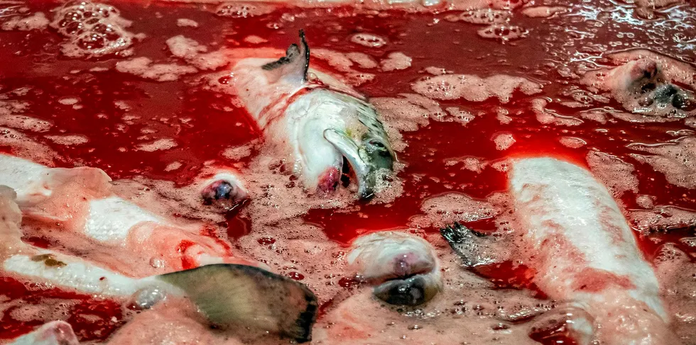 Bloodbath: The second quarter took a toll on the world's salmon farming giants.