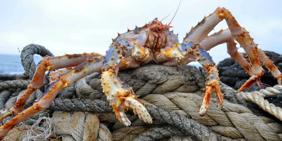 Russia’s crab industry has re-oriented its exports eastward since the introduction of US and European sanctions in response to the country’s invasion of Ukraine in early 2022, with China having become the largest buyer.