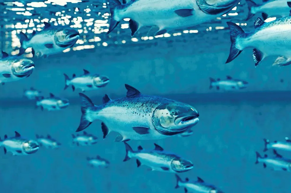 IntraFish Media's newest Business Intelligence report, "Land-Based Salmon: Aquaculture's New Disrupter," offers you the most comprehensive look into the sector to date.
