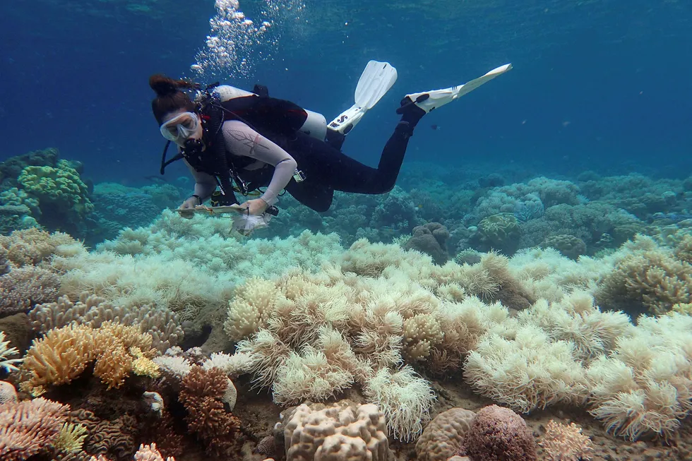 Sol og varmt vann gjør at korallrevene blekner og dør. Livet i havet er avhengig av korallrevene. Forsvinner de forsvinner store mengder fisk og andre arter. Udatert bilde fra Great Barrier Reef publisert av ARC Centre of Excellence for Coral Reef Studies 10. april i år. Foto: afp PHOTO/ ARC Centre of Excellence for Coral Reef Studies / Greg Torda/NTB Scanpix