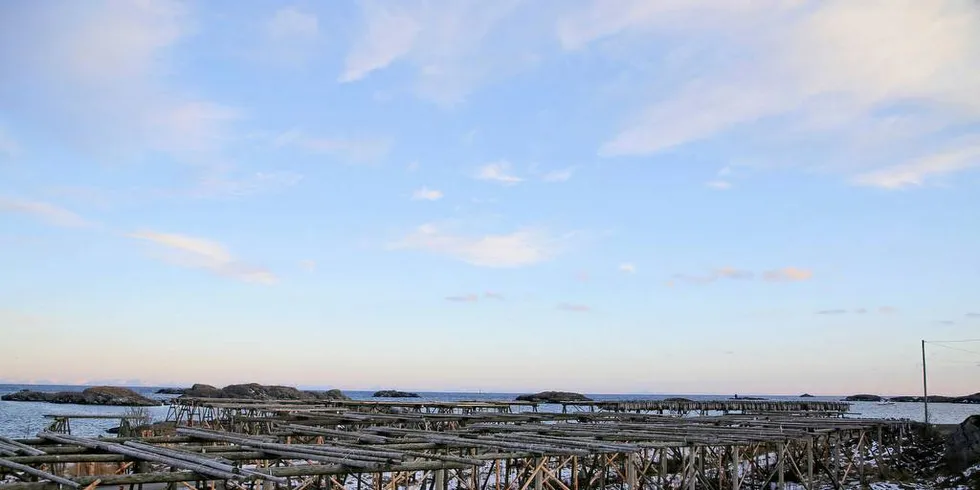 KALDT OG TOMT: Tørrfiskhjellene på Ballstad skulle vært fulle av fisk på denne tida av året. Nå står de tomme på grunn av det kalde været.Foto: Silje Helene Nilsen