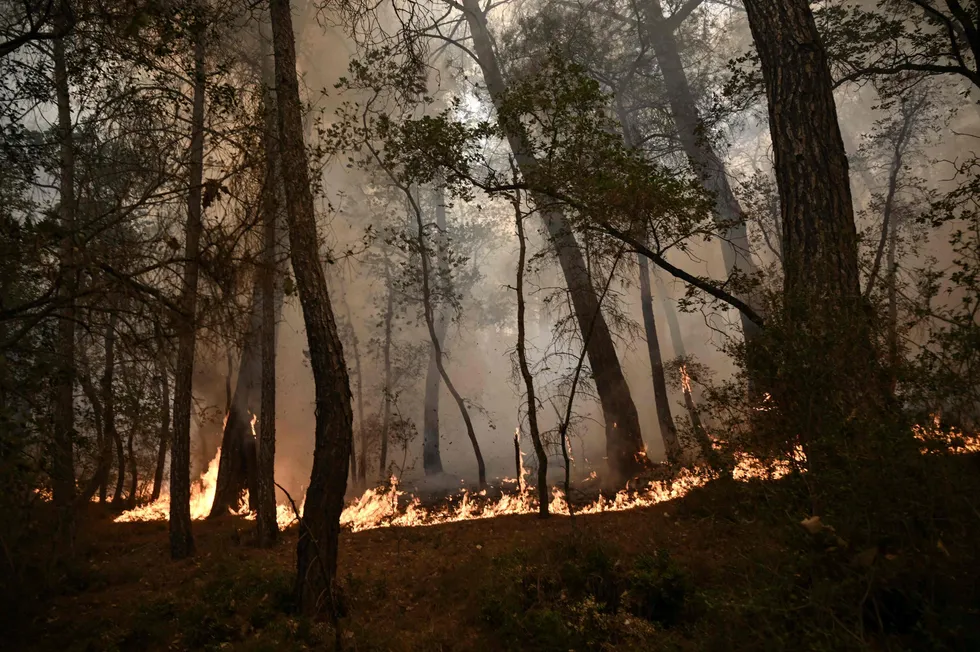 Burning up: A wildfire in Greece’s Dadia-Lefkimi-Soufli Forest National Park this month.