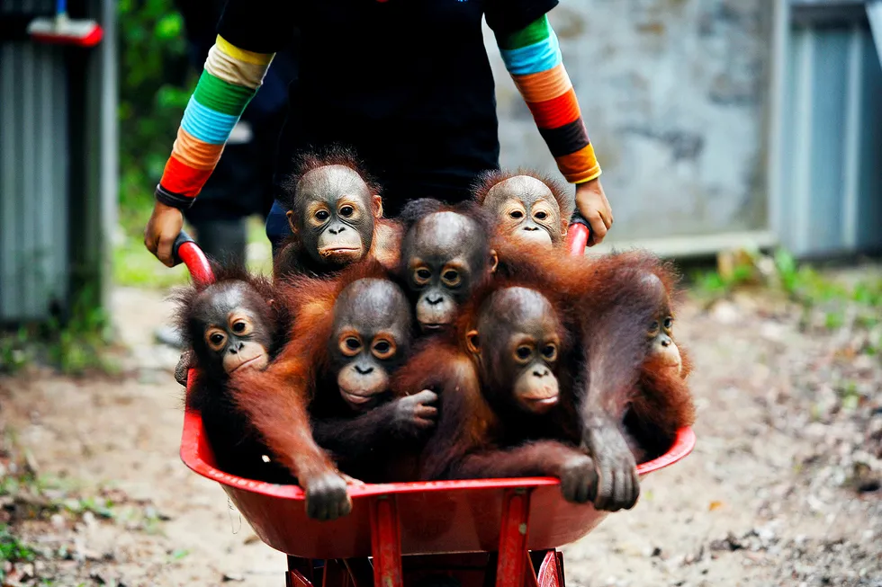 Orangutanger er noen av kjendisene på listen over rundt én million utryddelsestruede arter på kloden. Hugst av regnskog for å gi plass til palmeoljeplantasjer er en av truslene mot apen.