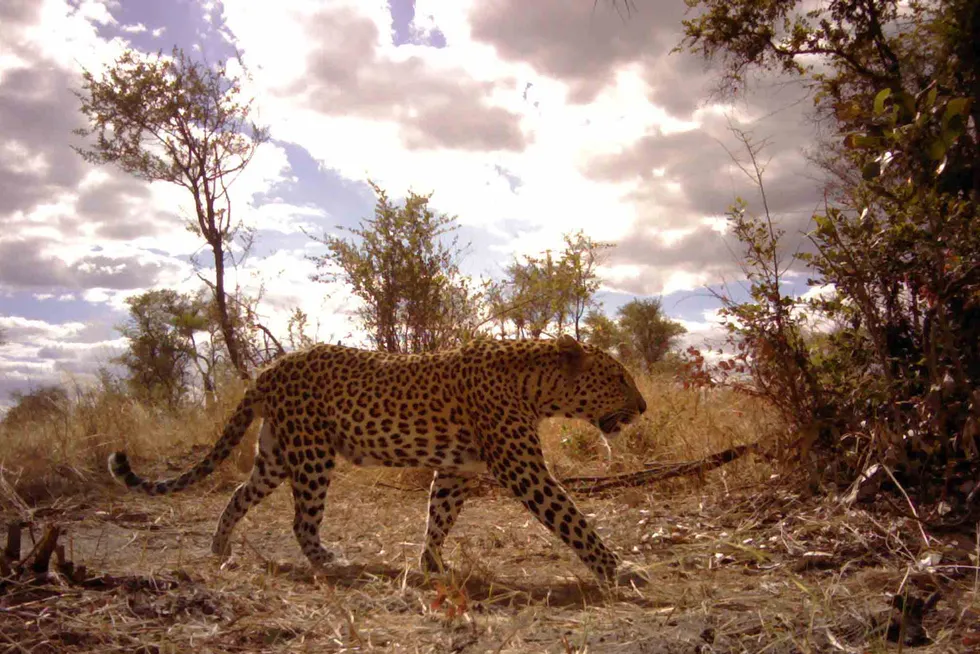 Threatened: a leopard in Angola caught by a camera trap during an assessment of Angola's national parks in 2016