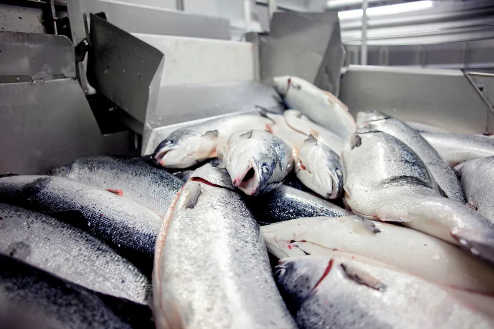 Salmon prices were flat in week 50.