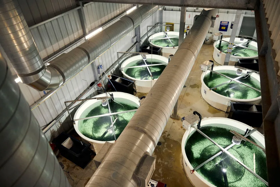 Atlantic Sapphire driver landbasert lakseproduksjon i Florida. Her vises noen av karene fisken går den aller første tiden etter klekking.