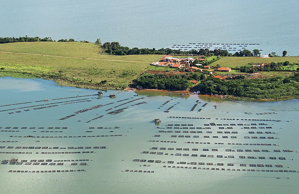 New rules a boost for Brazilian tilapia industry.