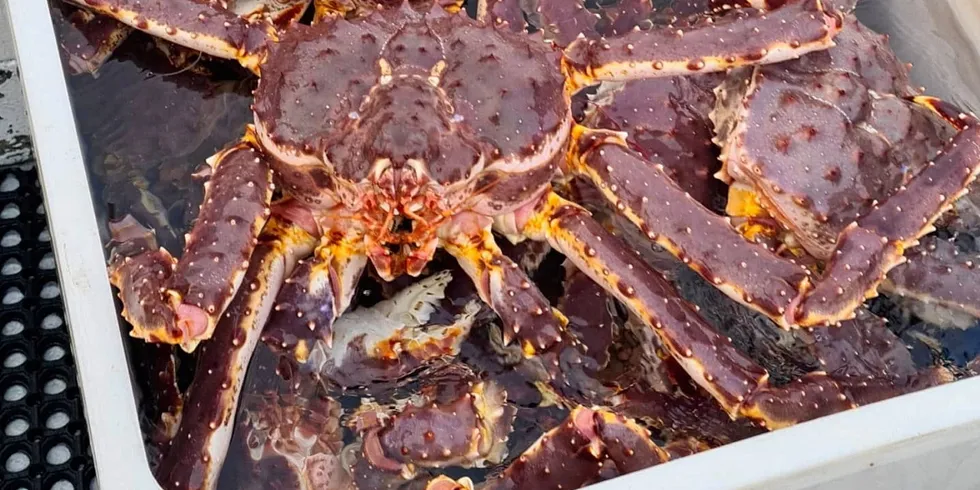 – Resultatet fra årets tokt viser en betydelig nedgang i antall krabber over minstemålet for fiskeri, skriver Havforskningsinstituttet.