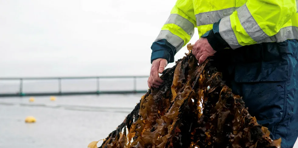 Lerøy og Bellonas selskap Ocean Forest satt for noen år siden i gang algeproduksjon på Rongøy utenfor Bergen.