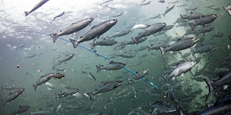 Thousands of farmed salmon escaped via a hole in a netpen while awaiting processing. The fish were carrying pancreatic disease.