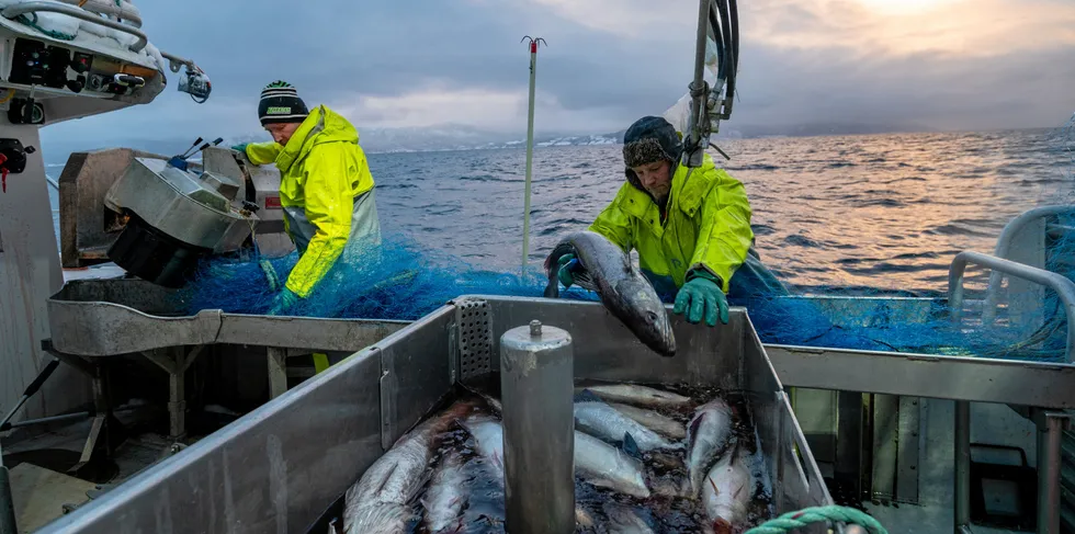 Det stilles spørsmål om høringsprosessen med den nye høstingsforskriften har vært god nok. Bildet viser brødrene Tore og Gunnar Dahle som driver garnfiske i Trondheimsfjorden.