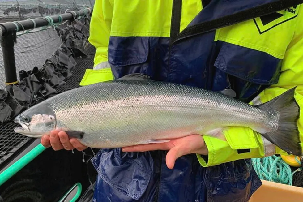 Organic Sea Harvest's Invertote salmon from the waters of North East Skye.