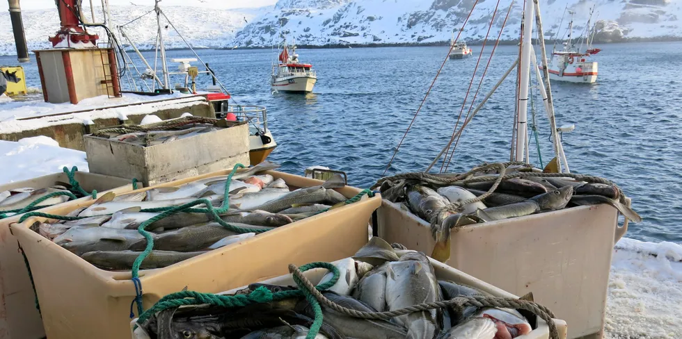 KRITISK: I dag står vi overfor en meget alvorlig situasjon da Norge kan risikere å miste MSC merket for skreien som følge av nedgang i kysttorsk-bestanden. Bildet viser levering til Tobø Fisks anlegg i Havøysund.