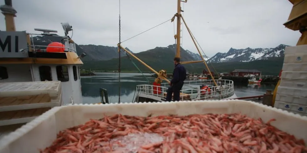 Ero fisket godt med reker i fjor. Illustrasjonsfoto: Gunnar Grytås.