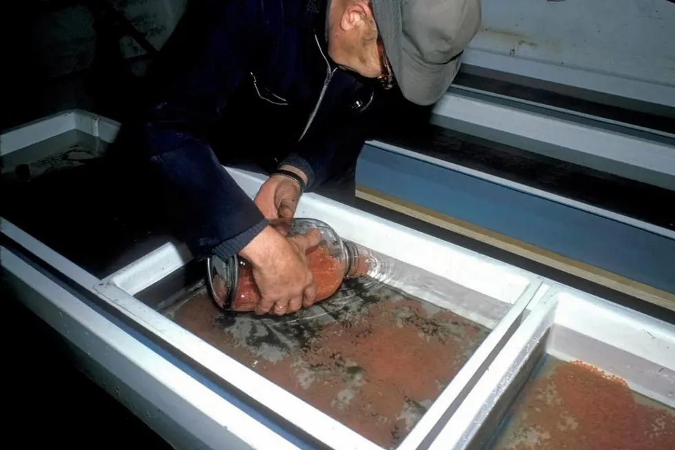 Befruktet rogn fordeles i klekkebakker, Balsfjord Stamfiskbasseng, Malangen 1974. Her ble det avlet på stamfisk i forbindelse med Målselvutbyggingen.