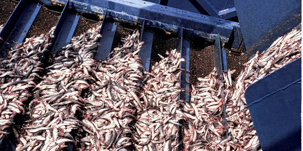 Anchoveta fra en fiskemelfabrikk i Peru. I sommer kunne det blitt stopp i eksporten av fiskeolje til konsum fra landet.Foto: Magnus Thor Hafsteinsson