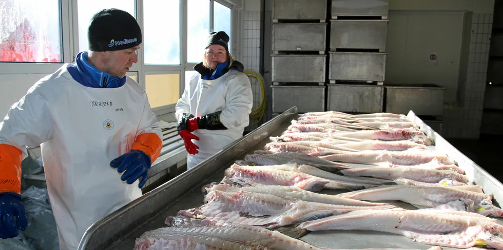 Nofima-forskerne Torbjørn Tobiassen og Silje Kristoffersen undersøker fisk fanget med snurrevad. De sjekker dem blant annet for skader.