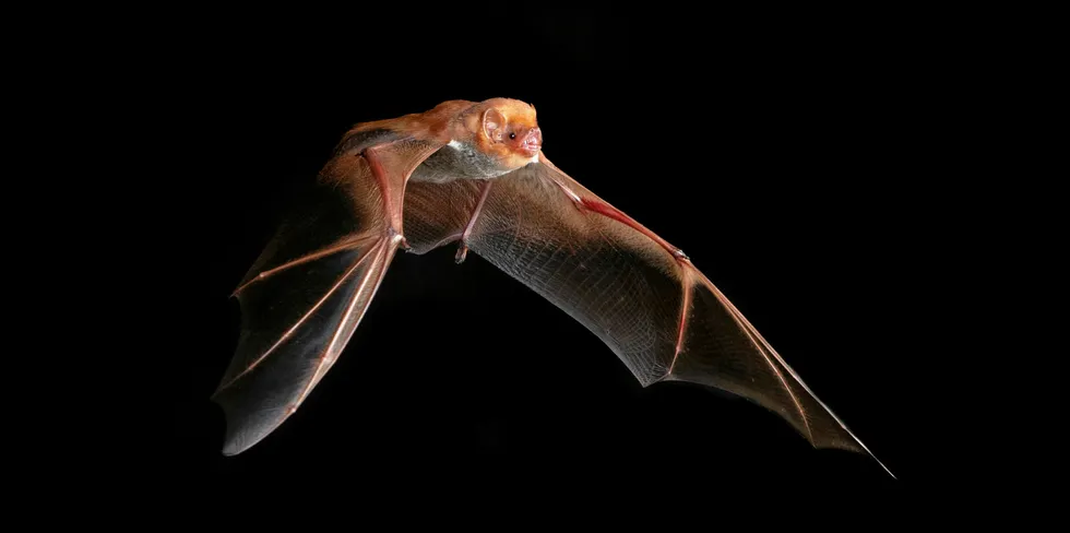 Eastern red bat