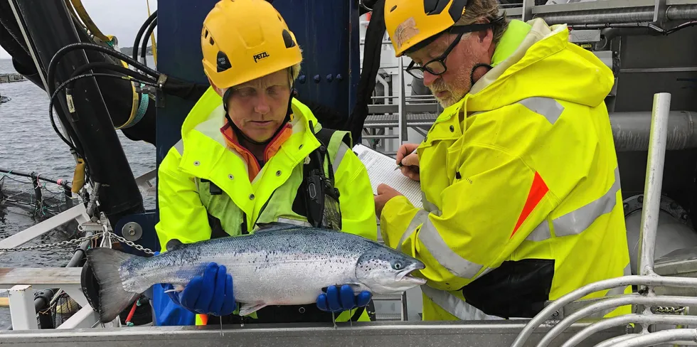 Bildet viser Trine Hansen og Bård Kildal fra Nova Sea som scorer velferd på laks under termisk avlusing i brønnbåt.