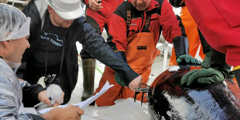 LEVERER I DAG: Kystnotbåten «Orfjord» leverer i ettermiddag 39 størjer til ei anslått rundvekt på ti tonn. Det er Aalesundfisk som kjøper og få størja ut i markedet. Her fra leveringen av den første fangsten 30. august.