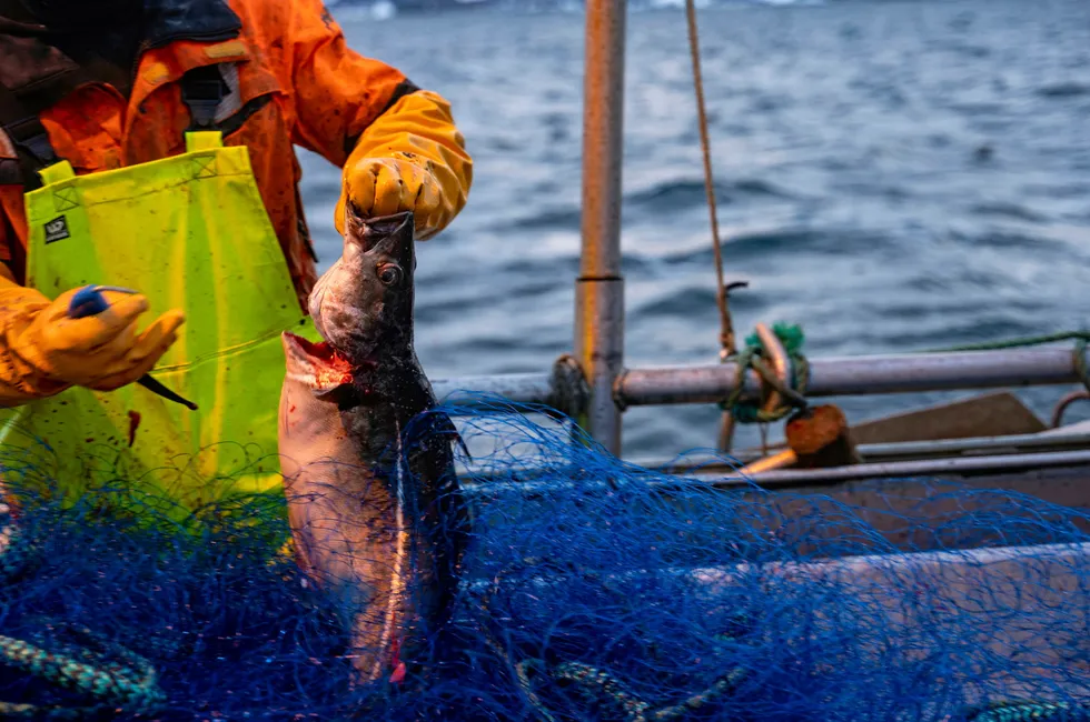 Fiskeridirektøren åpner for fritt seifiske.