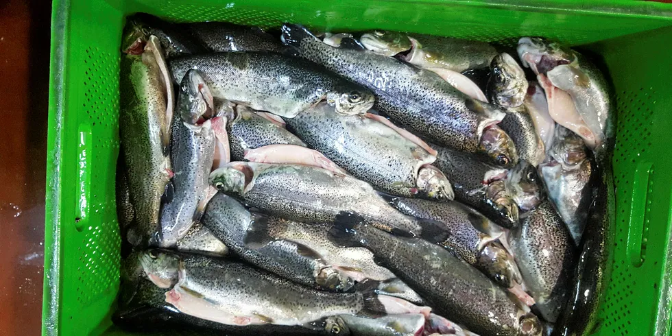 Kilic to ramp up Albanian trout production this year | Intrafish