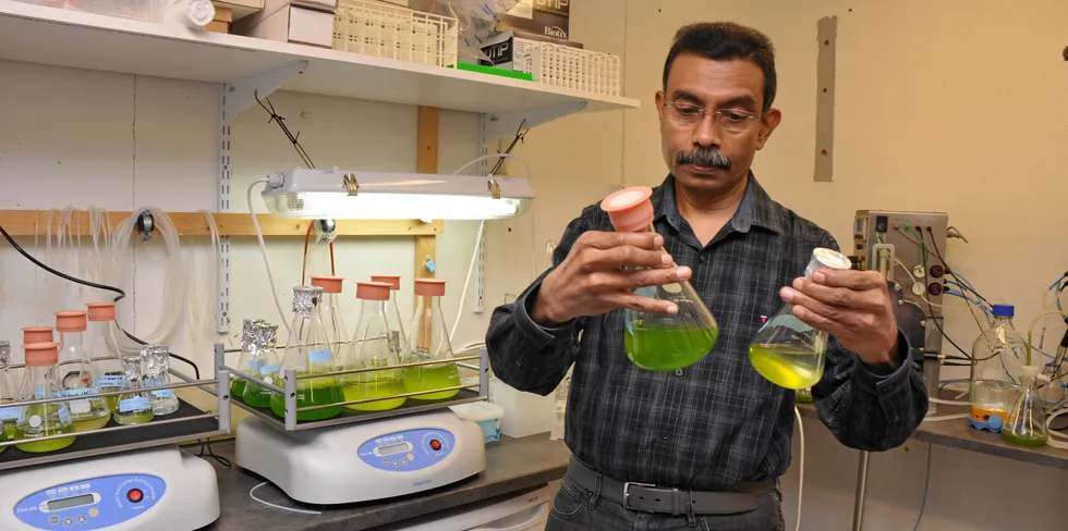 Professor i akvakultur, Kiron Viswanath, leder Faggruppe alger og mikrobiell bioteknologi ved Fakultet for biovitenskap og akvakultur ved Nord universitet i Bodø.