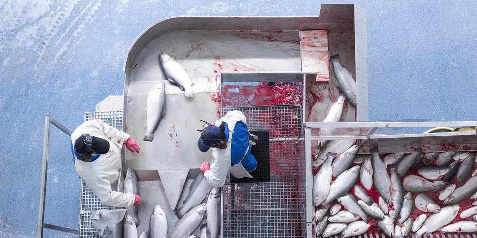 Oppdrettsbransjen har i mange år benyttet el-bedøving, men de siste årene har hvitfisknæringen kommet etter. Illustrasjonsfoto: Ole Morten Melgård, DN