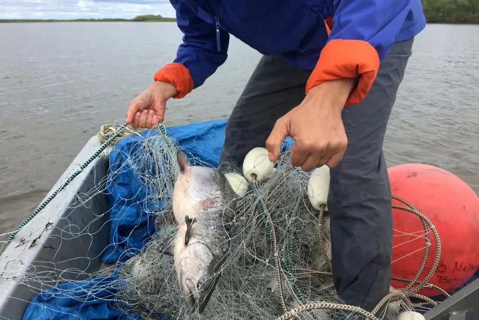The Kuskokwim River Inter-Tribal Fish Commission is asking the US pollock industry to impose a chum salmon bycatch cap to help subsistence users.