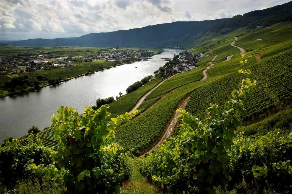 En rekke ferske rieslinger fra Tysklands stupbratte vinmarker har funnet veien til Polet i mai.