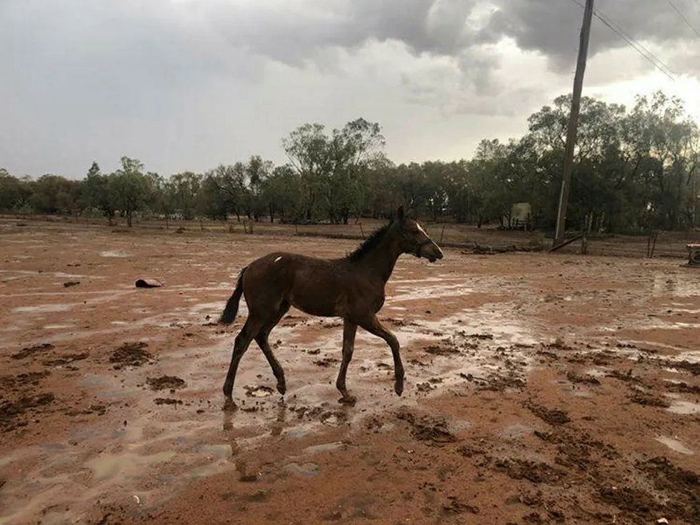 Store nedbørsmengder har ført til at en tredel av skogbrannene har blitt slukket de siste dagene i delstaten New South Wales i Australia.