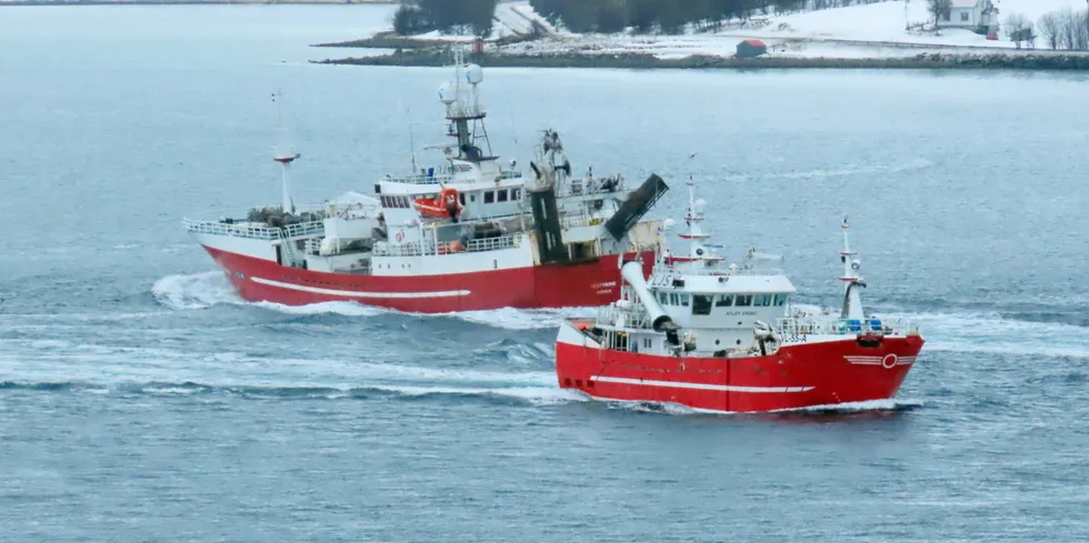 Her møter «Vestviking» på tur sør med loddelast, «Atløy Viking» på tur nord mot feltet – i Tjeldsundet.