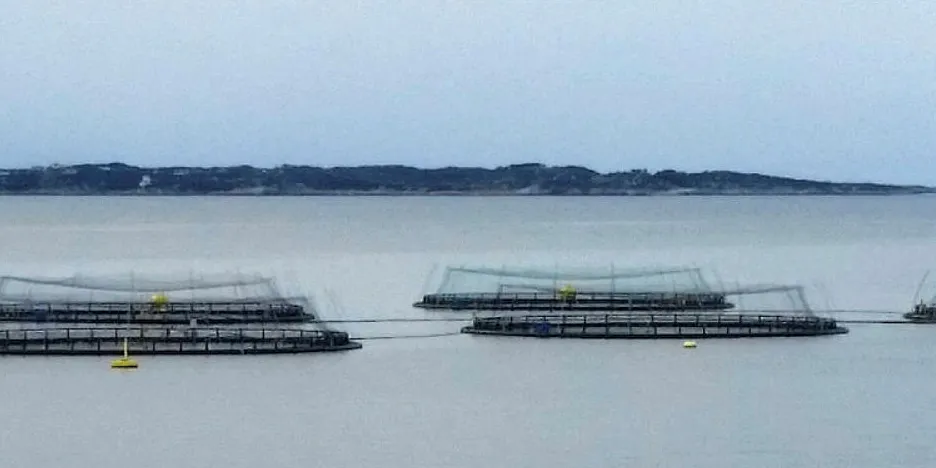 Blom Fiskeoppdrett vil produsere laks på land. Her fra en annen lokalitet, Otterholmen i Radøy kommune.